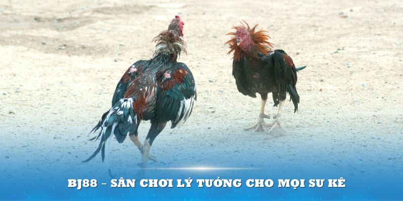 BJ88 – sân chơi lý tưởng cho mọi sư kê