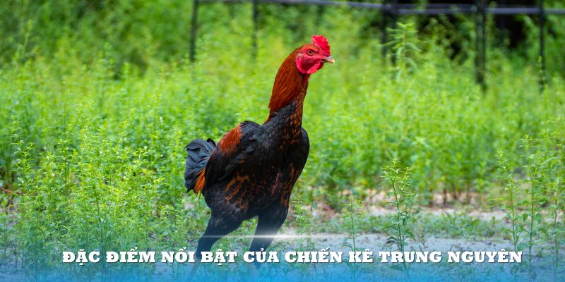 Gà chọi Trung Nguyên gây sốt bởi vẻ đẹp dũng mãnh