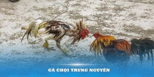 Gà chọi Trung Nguyên