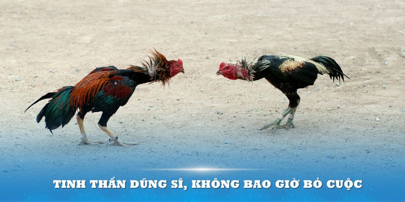 Tinh thần dũng sĩ, không bao giờ bỏ cuộc