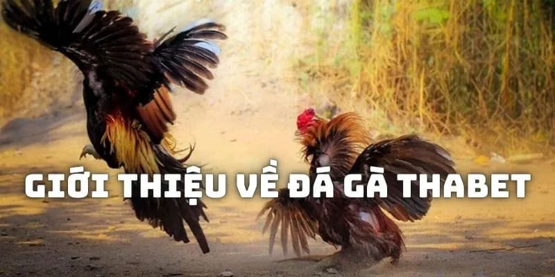 Đá gà trực tuyến có link theo dõi chất lượng